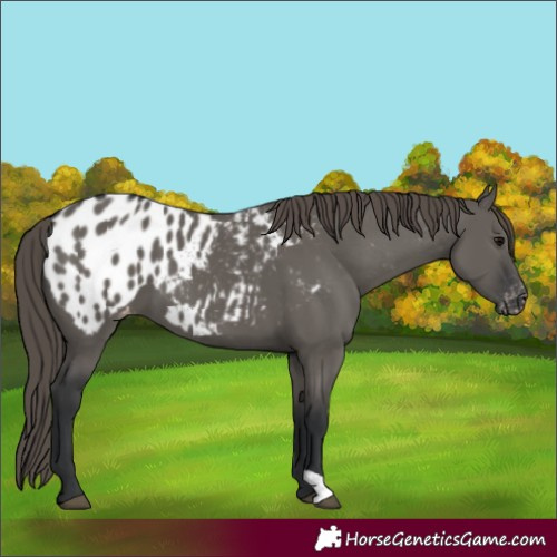 Horse Color:Grullo Near Leopard