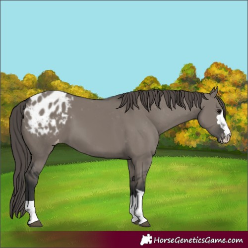 Horse Color:Grullo Blanket