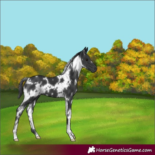 Horse Color:White Spotted Black
