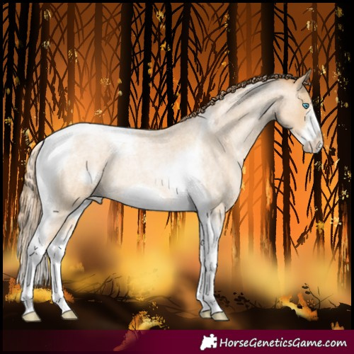 Horse Color:Buckskin Roan Pearl Tobiano Frame 