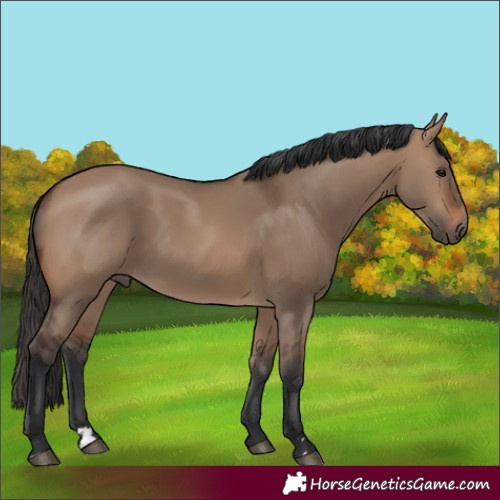 Horse Color:Brown Dun Rabicano 