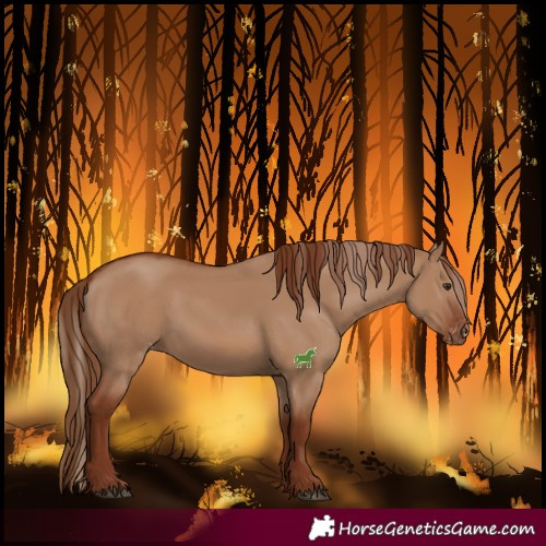 Horse Color:Red Dun and Red Dun Varnish
