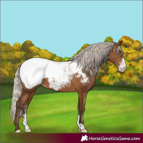 Horse Color:Gray Silver Bay Pearl Sabino Snowcap 