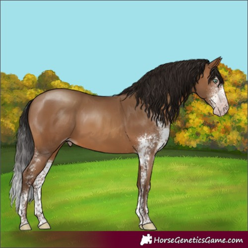 Horse Color:Gray Amber Champagne Sabino 
