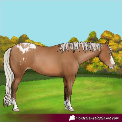 Horse Color:Gray Silver Bay Pearl Sabino Varnish Rabicano 