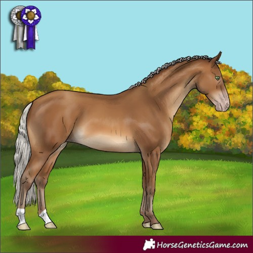 Horse Color:Gray Silver Amber Champagne