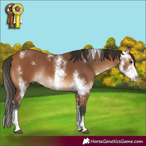 Horse Color:Bay Sabino Rabicano 
