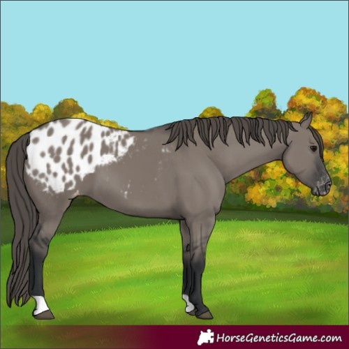 Horse Color:Grullo Blanket 