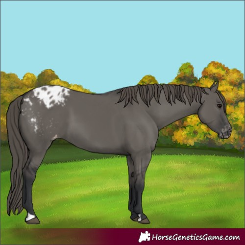 Horse Color:Grullo Blanket 