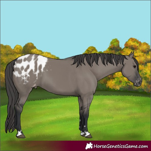 Horse Color:Grullo Blanket 