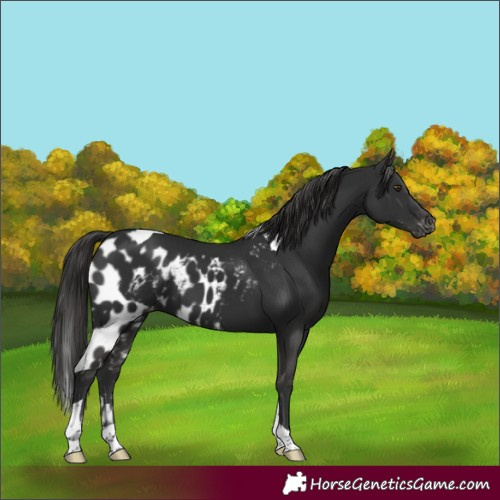 Horse Color:Liver Chestnut Tobiano Skewed LP Spotted 