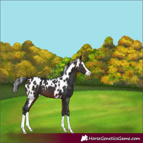 Horse Color:Brown Splash Skewed LP Spotted
