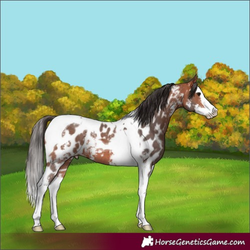 Horse Color:Bay Sabino Splash Tobiano Skewed LP Spotted