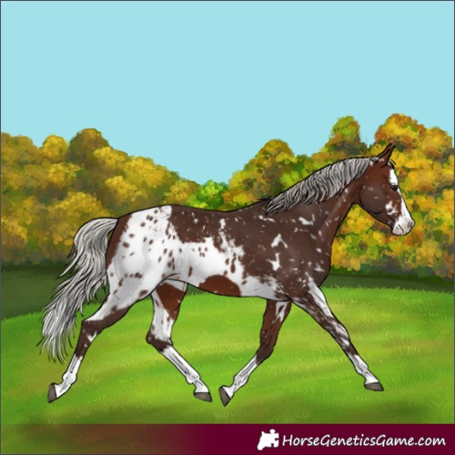 Horse Color:White Spotted Silver Brown Splash Skewed LP Spotted 