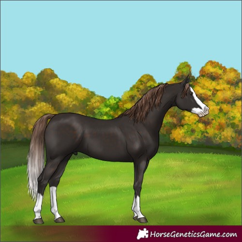 Horse Color:Liver Chestnut Splash