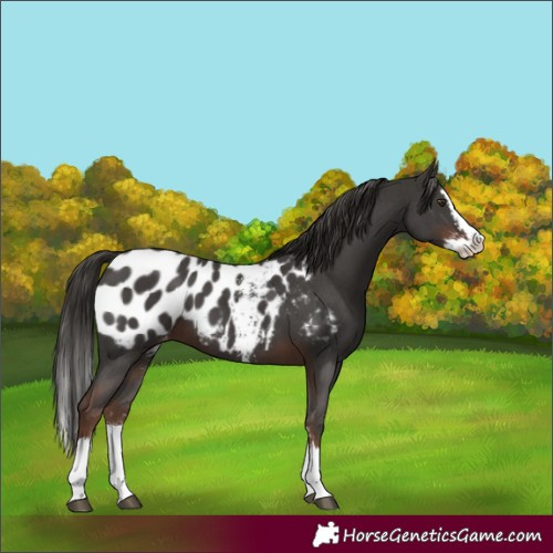 Horse Color:Liver Chestnut Sabino Splash Near Leopard 