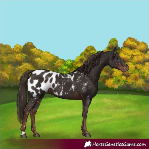Horse Color:Liver Chestnut Near Leopard 