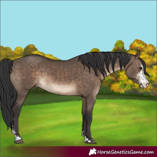 Horse Color:Brown Dun Sabino 