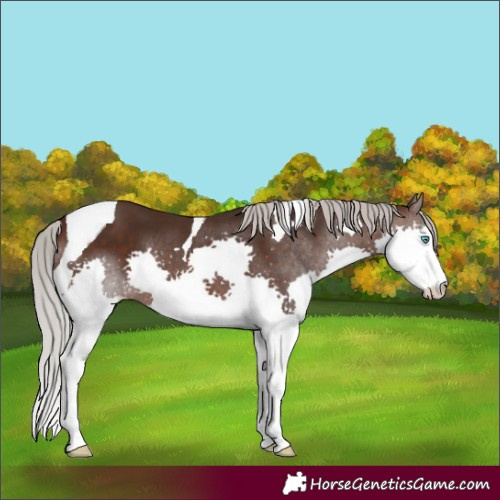 Horse Color:Silver Brown Splash Tobiano