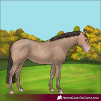 Horse Color:Amber Champagne 