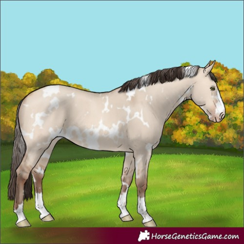 Horse Color:White Spotted Amber Champagne Dun 