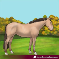 Horse Color:Amber Champagne