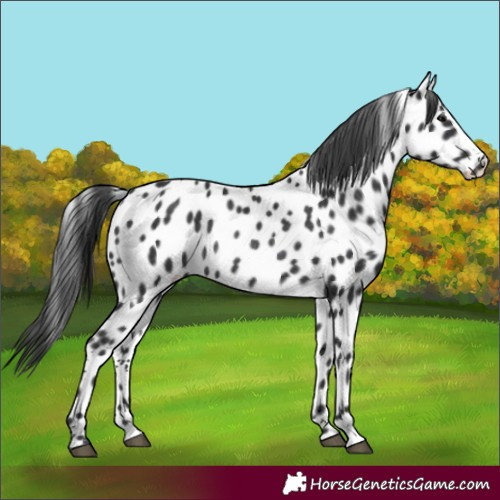 Horse Color:Black Near Leopard Rabicano