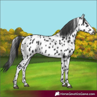 Horse Color:Black Near Leopard Rabicano