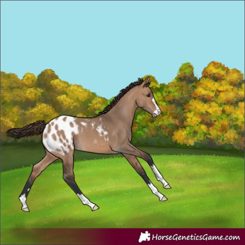 Horse Color:Bay Dun Blanket