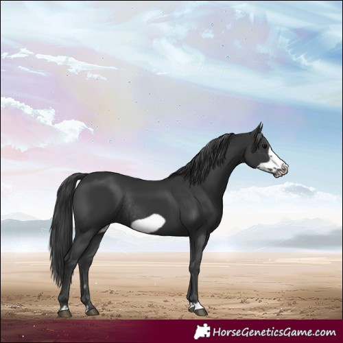 Horse Color:Black Frame Rabicano 
