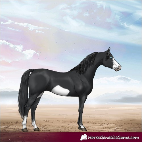 Horse Color:Black Sabino Frame 