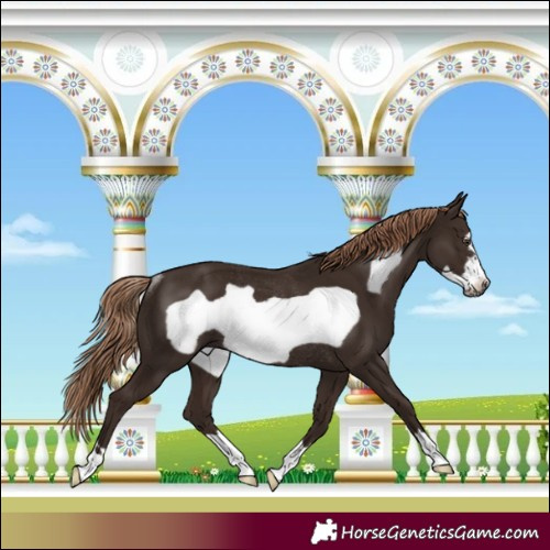 Horse Color:Liver Chestnut Frame Rabicano 
