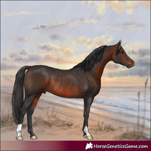 Horse Color:Bay Rabicano