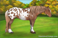Horse Color:White Spotted Chestnut Blanket