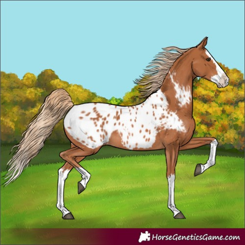 Horse Color:Chestnut Splash Near Leopard 