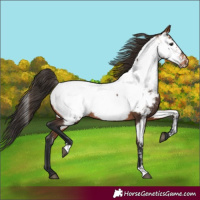 Horse Color:Bay Near Fewspot