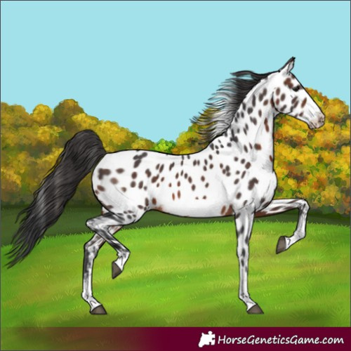 Horse Color:Brown Sabino Frame Near Leopard