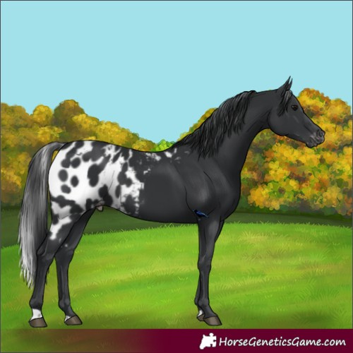 Horse Color:Black Skewed LP Spotted