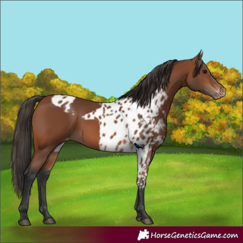 Horse Color:Bay Skewed LP Spotted 