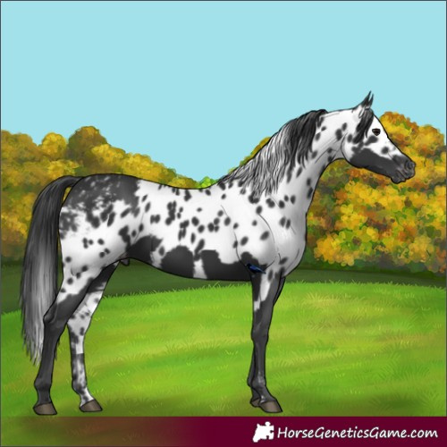 Horse Color:Black Skewed LP Spotted