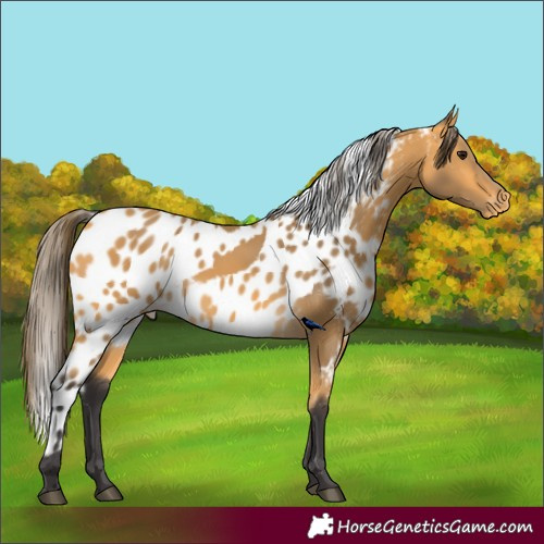 Horse Color:Buckskin Skewed LP Spotted