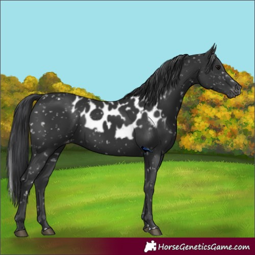 Horse Color:Black Skewed LP Spotted