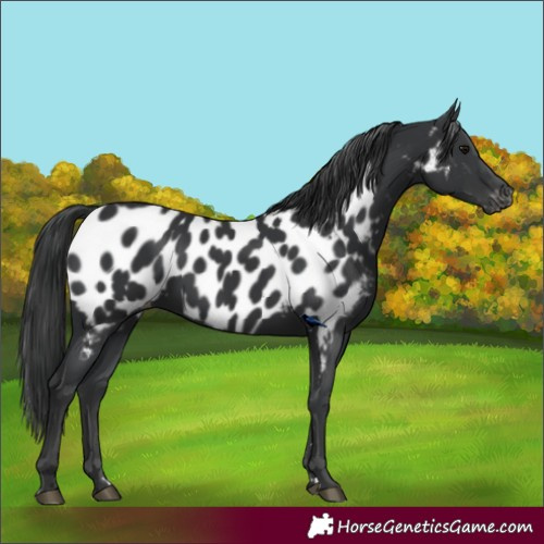 Horse Color:Black Near Leopard