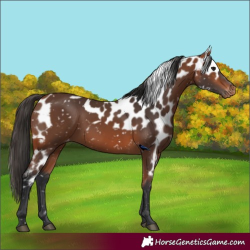 Horse Color:Bay Skewed LP Spotted 