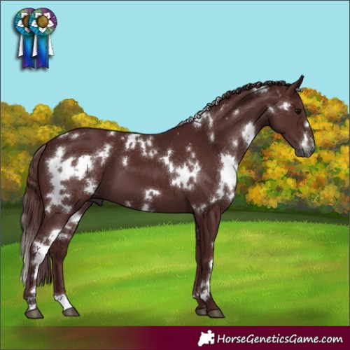 Horse Color:Gray White Spotted Chocolate Black