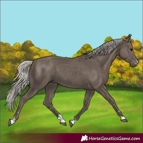 Horse Color:Silver Black