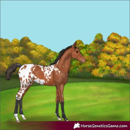 Horse Color:Bay Skewed LP Spotted 