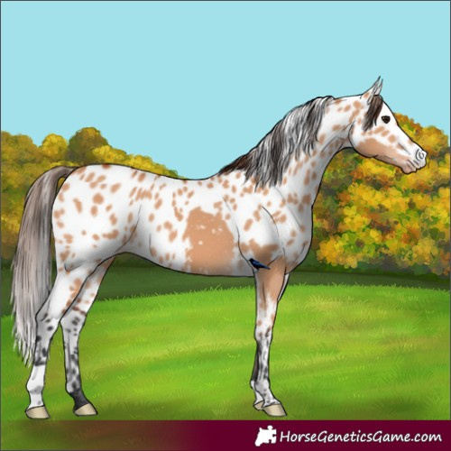 Horse Color:Bay Dun Skewed LP Spotted