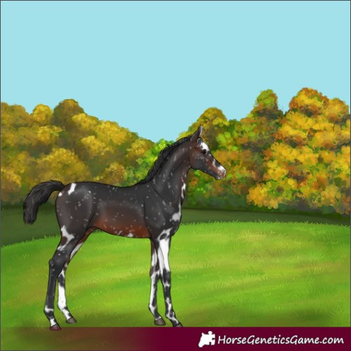 Horse Color:Brown Skewed LP Spotted