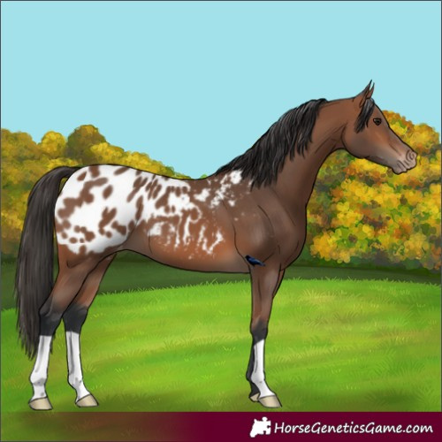 Horse Color:Bay Near Leopard 